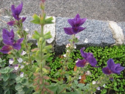 IMG_1746  Unbekannt.jpg