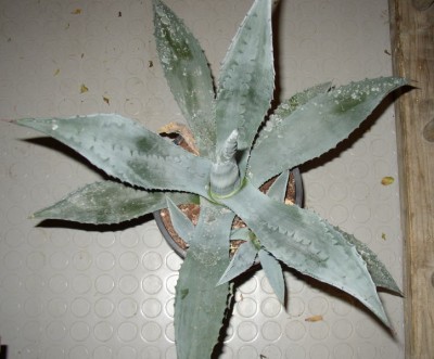 P1010006_01.jpg