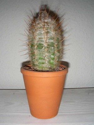 oreocereus_celsianus.jpg