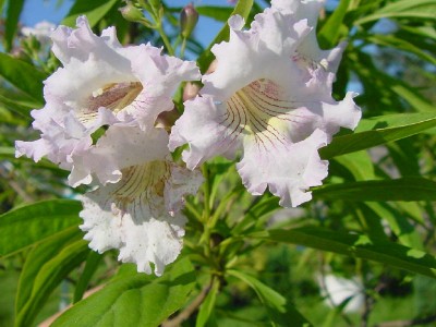 Baumoleander Blüten nah.jpg
