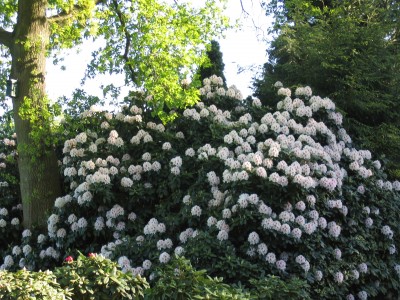 Blüten Progres 005.jpg