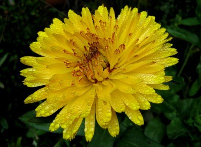 web_Ringelblume.jpg