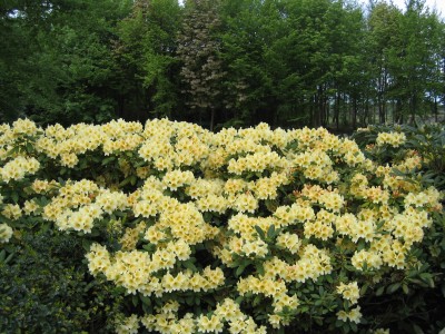 Blütenbilder teil 2 014.jpg