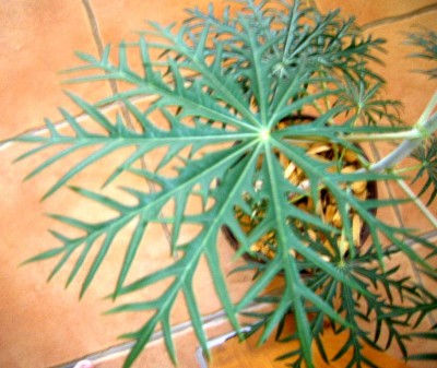 Baum 1.JPG