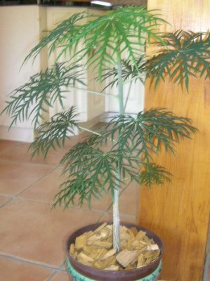 Baum.JPG
