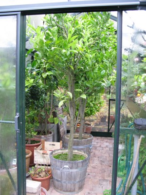 garten 002web.JPG