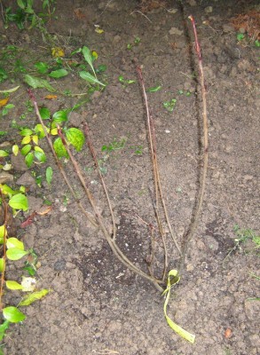Aroniabeere_Aronia melanocarpa Nero.JPG