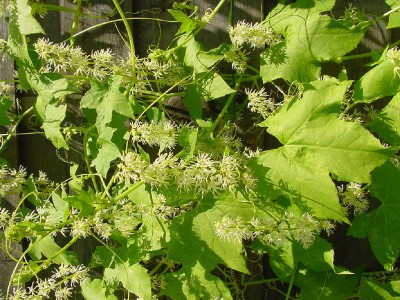 Decumis Blüte.jpg