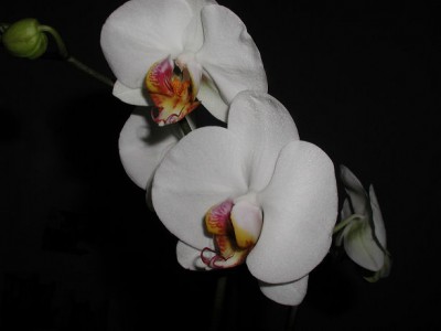 Orchi1b.jpg