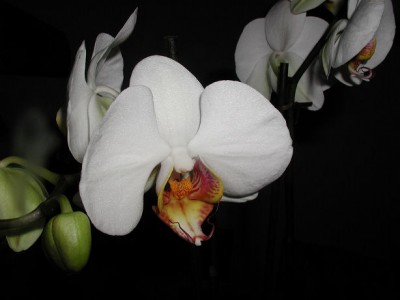 Orchi1a.jpg