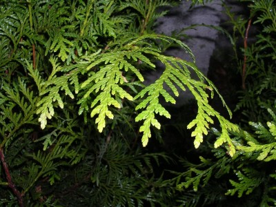 Hecke3.jpg