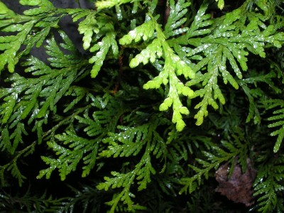 Hecke2.jpg