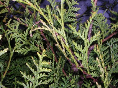 Hecke1.jpg