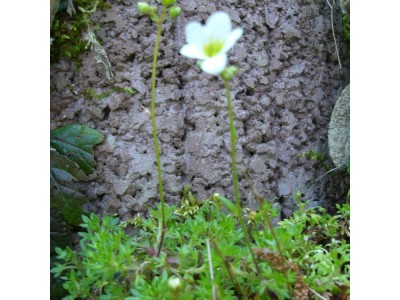 Steingarten 075 klein.jpg