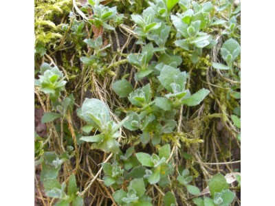 Steingarten 076 klein.jpg