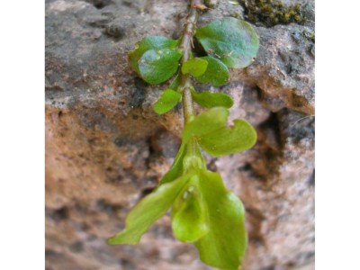 Steingarten 078 klein.jpg