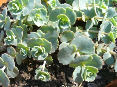 Steingarten 079klein.jpg