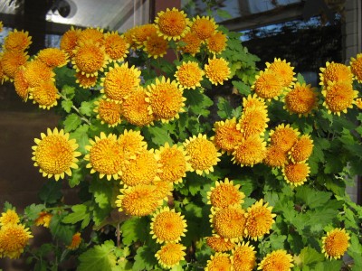 IMG_9150 Chrysanthemen.JPG