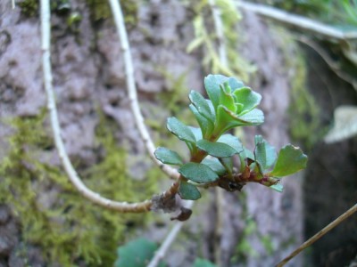 Steingarten 067 klein.jpg