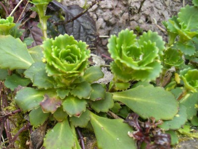 Steingarten 068 klein.jpg