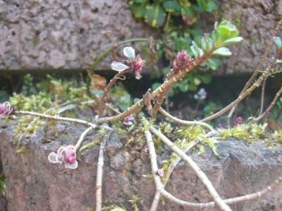 Steingarten 070 klein.jpg