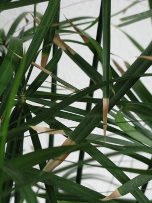IMG 010web.JPG