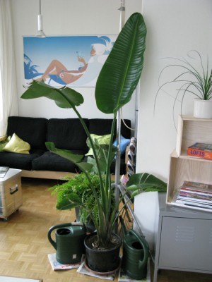 IMG 005web.JPG