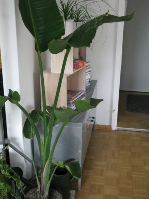 IMG 007web.JPG