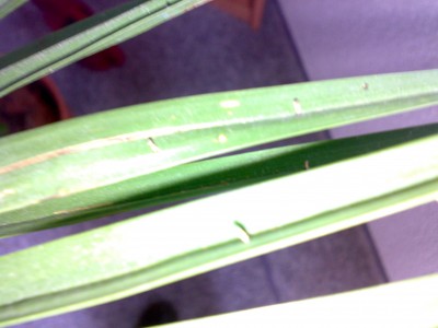 22112008883.jpg