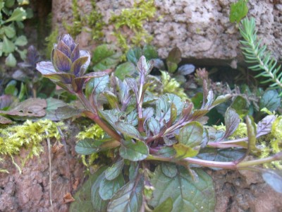 Steingarten 073 klein.jpg