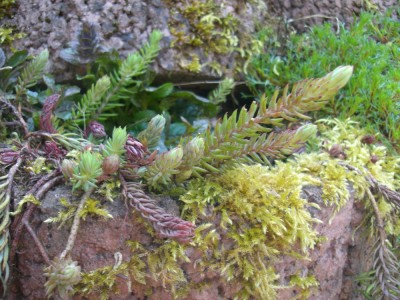 Steingarten 054 klein.jpg