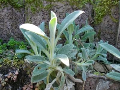 Steingarten 055 klein.jpg