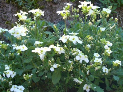 Steingarten 057 klein.jpg