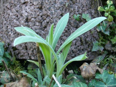 Steingarten 059 klein.jpg