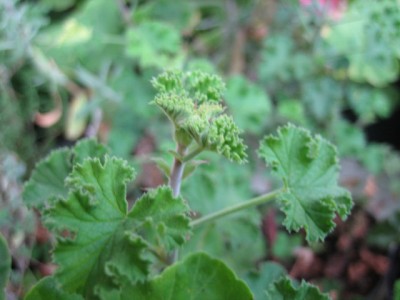 P.crispum minor (Duftblattp.jpg