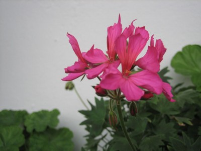 Stellar Pelargonie.jpg