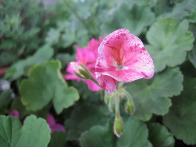 Eierschalen-Pelargonie.jpg