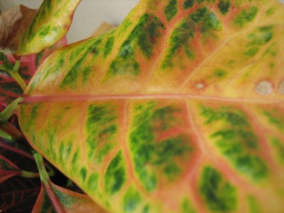 Croton-Nahaufnahme.jpg