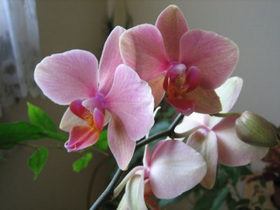 Phalaenopsis Hybride.jpg