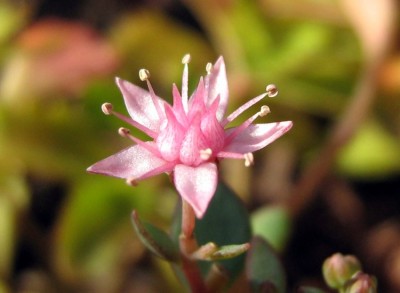 204_web_Prachtfetthenne_Sedum spectabile.jpg