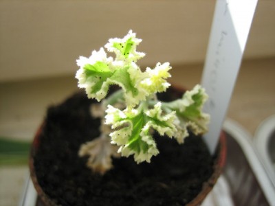 P.crispum minor variegatum .jpg