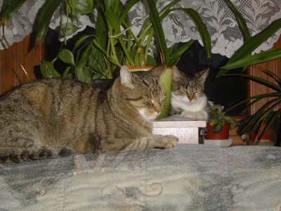 Kitty und Tiffy 007.jpg