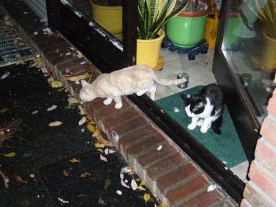 Schnee und Katzen 001.jpg
