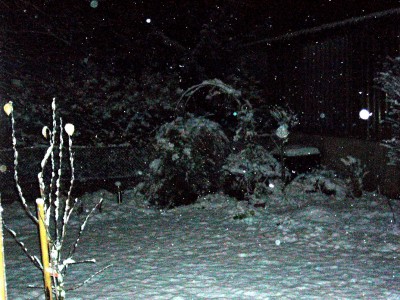 Schnee und Katzen 004.jpg