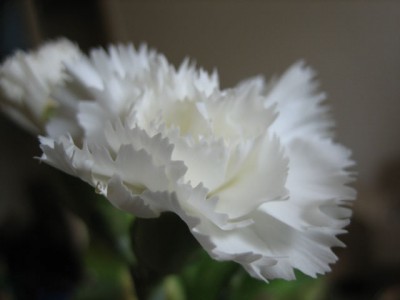 Makro einer Nelkenblüte.jpg