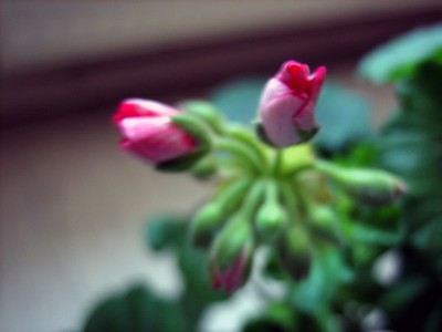unbekannte Pelargonie.jpg