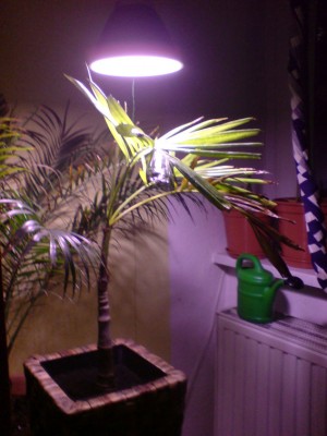palme-groß.jpg