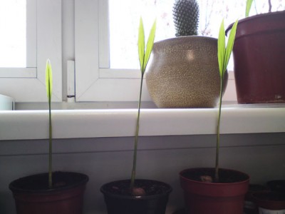 Palme.jpg