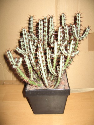 IMG_8404.JPG