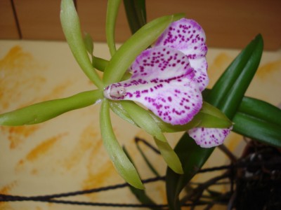 November 2008 043.jpg